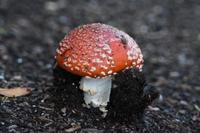 蛤蟆菌蘑菇